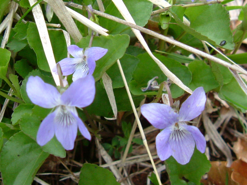 Sorgenti del Secchia  - Viola riviniana
